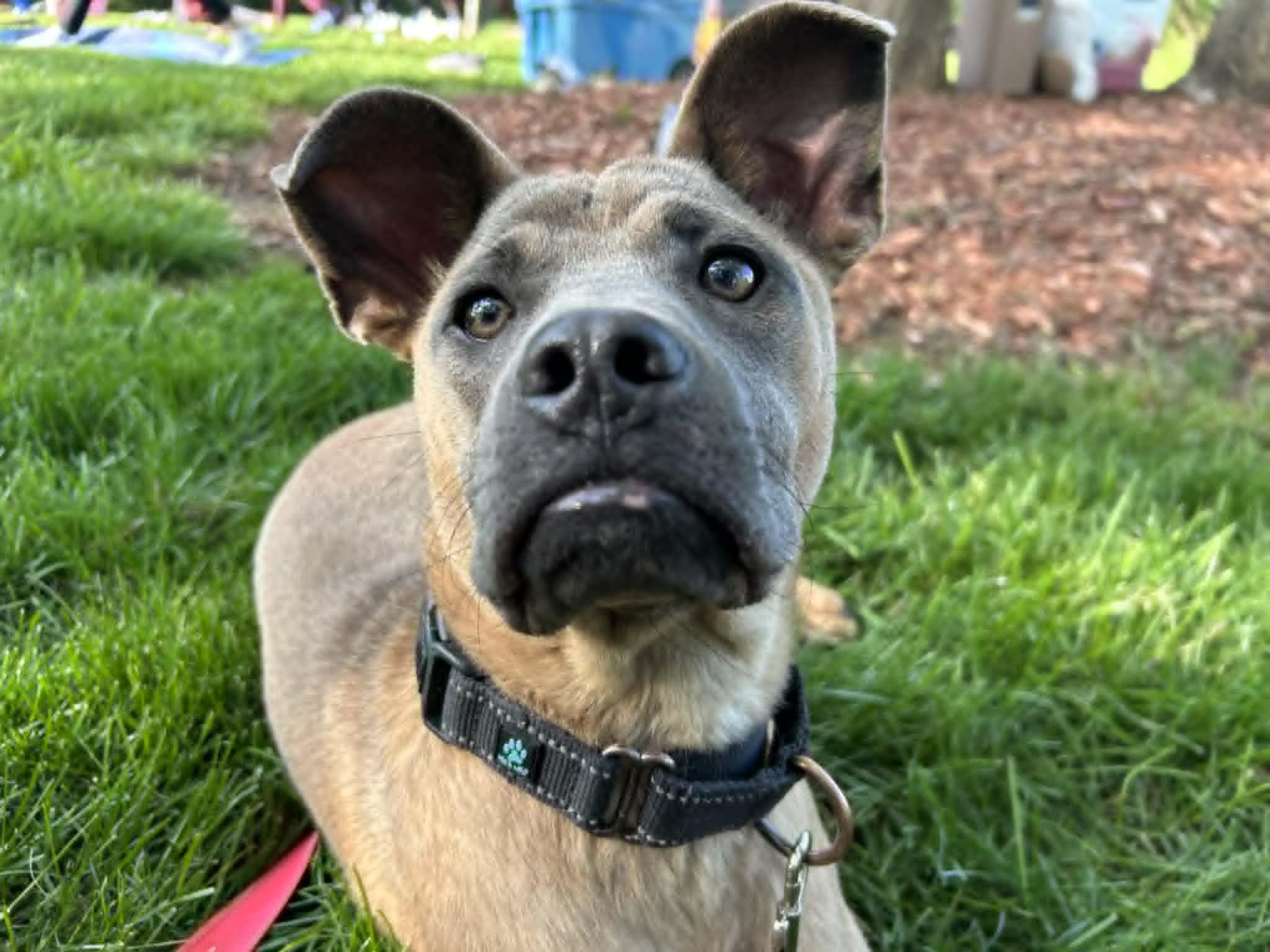 Enlarge Cactus, a Adoptable mixed breed in Kansas City, MO image 5/6