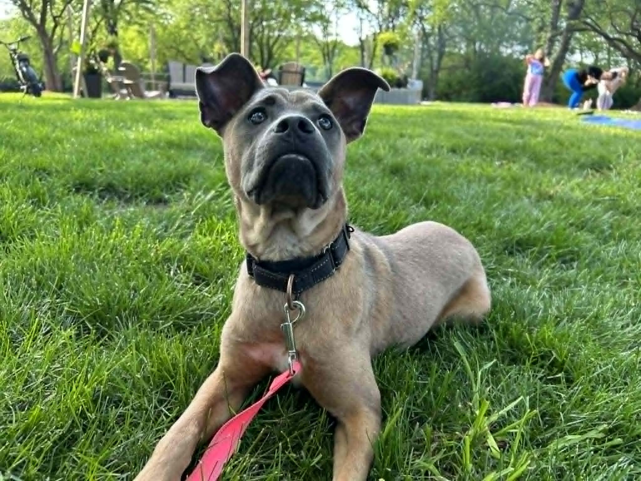 Enlarge Cactus, a Adoptable mixed breed in Kansas City, MO image 6/6