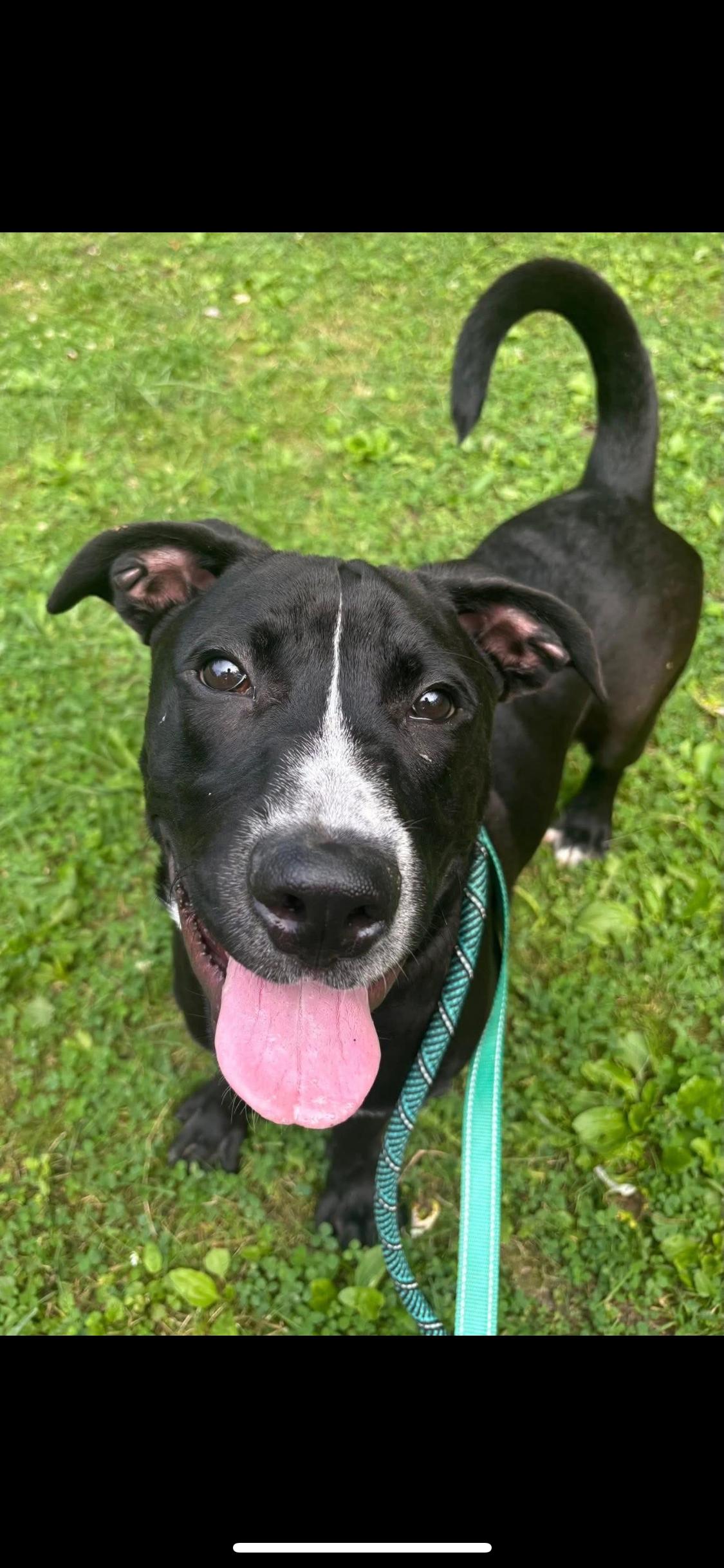 Enlarge Andy, a Adoptable Mixed Breed in Warren, OH image 1/1