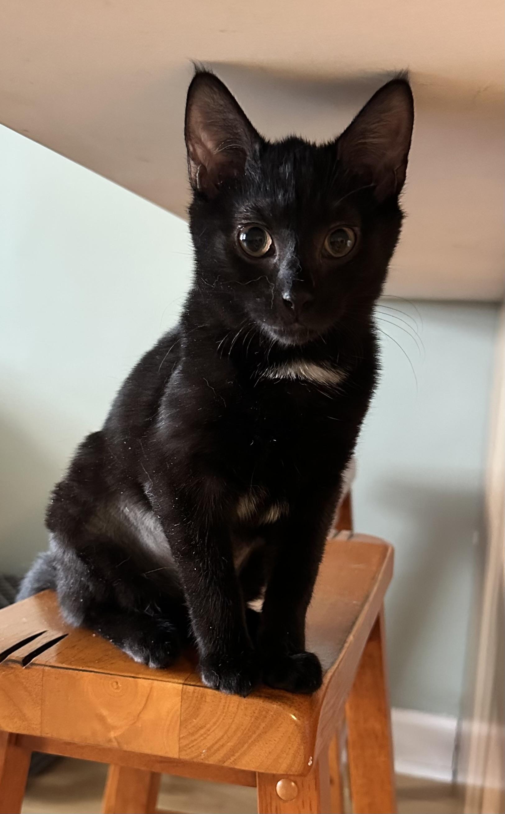 Beulah, a ADOPTABLE Domestic Short Hair in Brooklyn, NY image 2/5