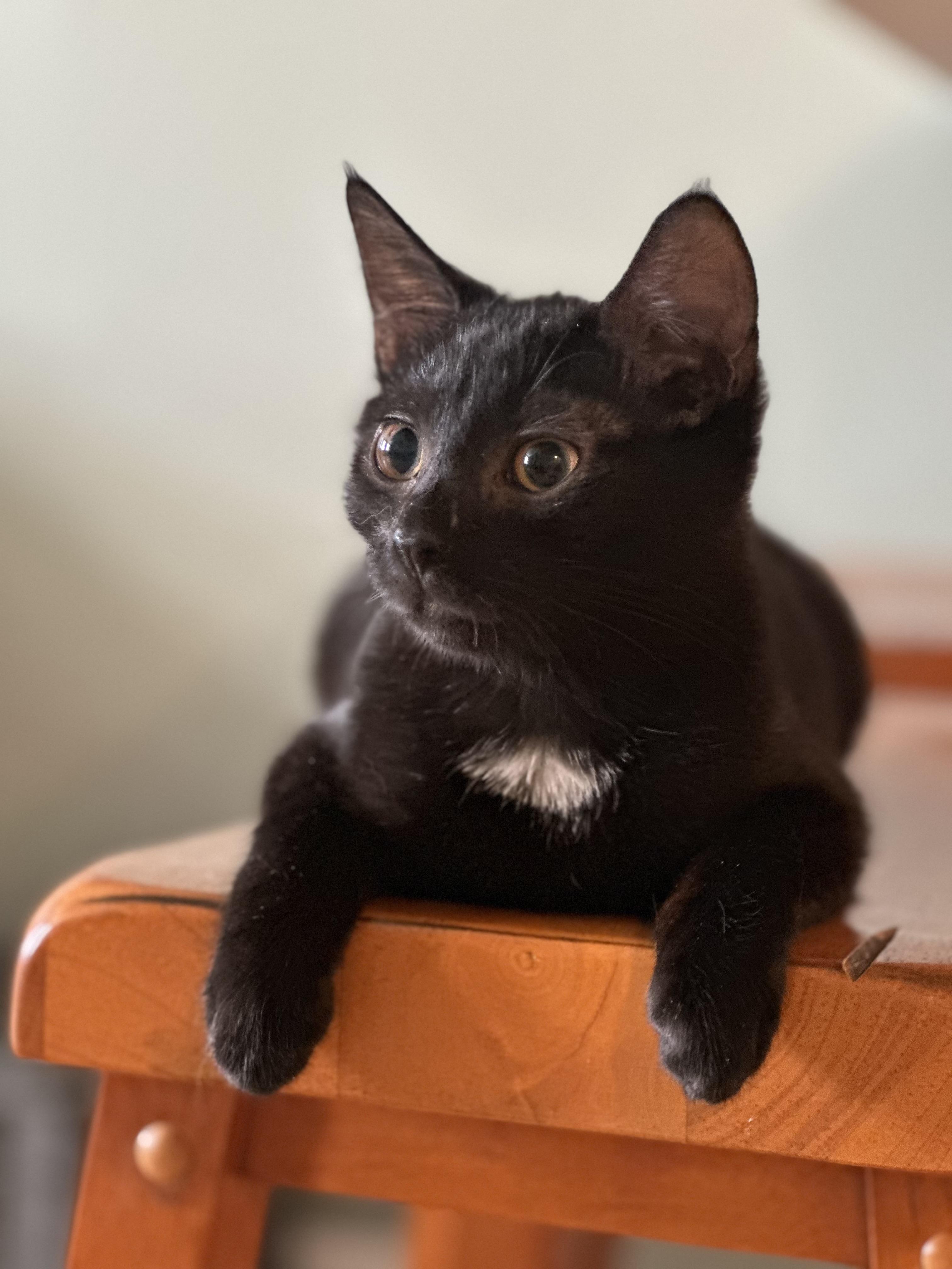 Beulah, a ADOPTABLE Domestic Short Hair in Brooklyn, NY image 3/5