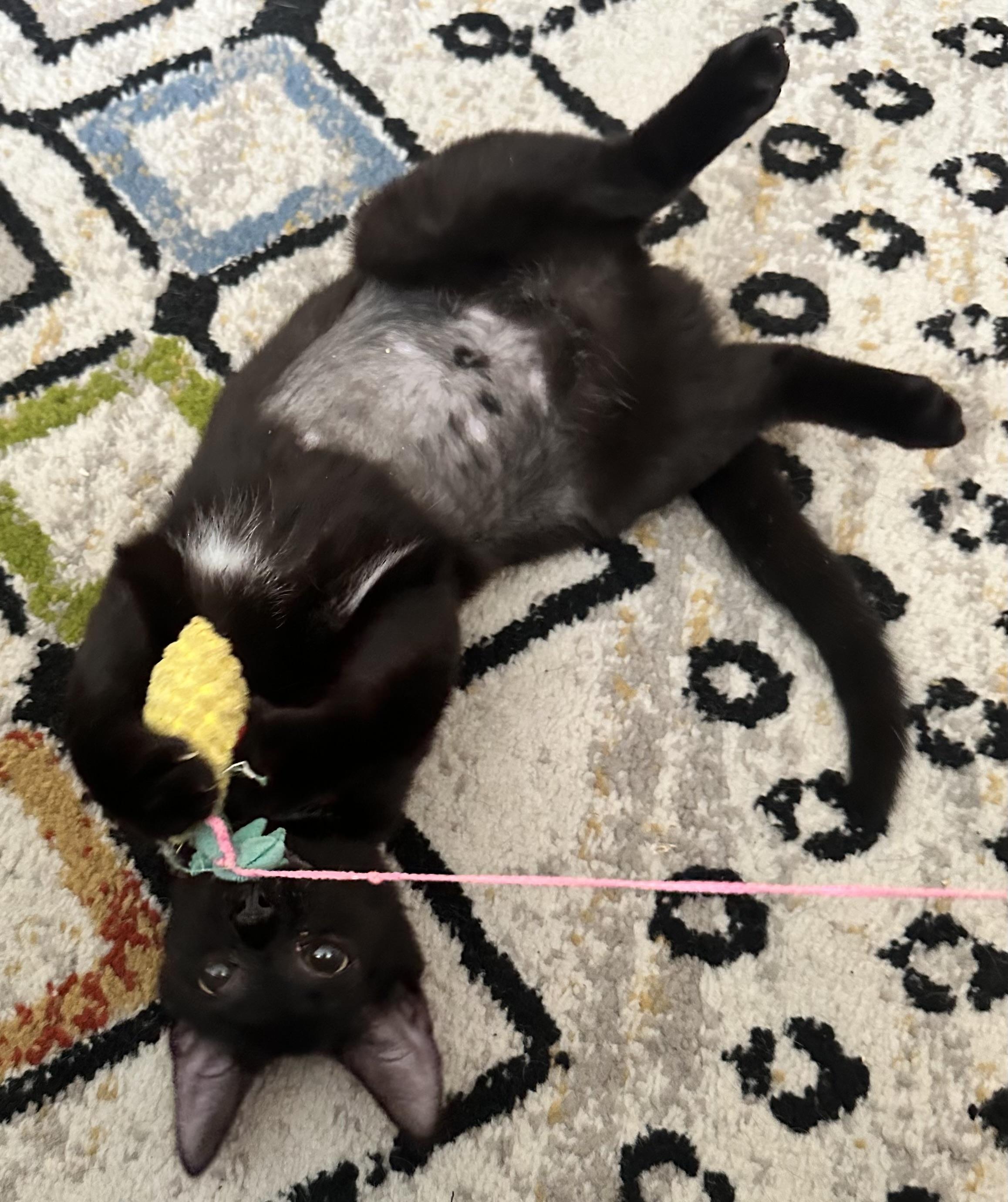 Beulah, a ADOPTABLE Domestic Short Hair in Brooklyn, NY image 5/5