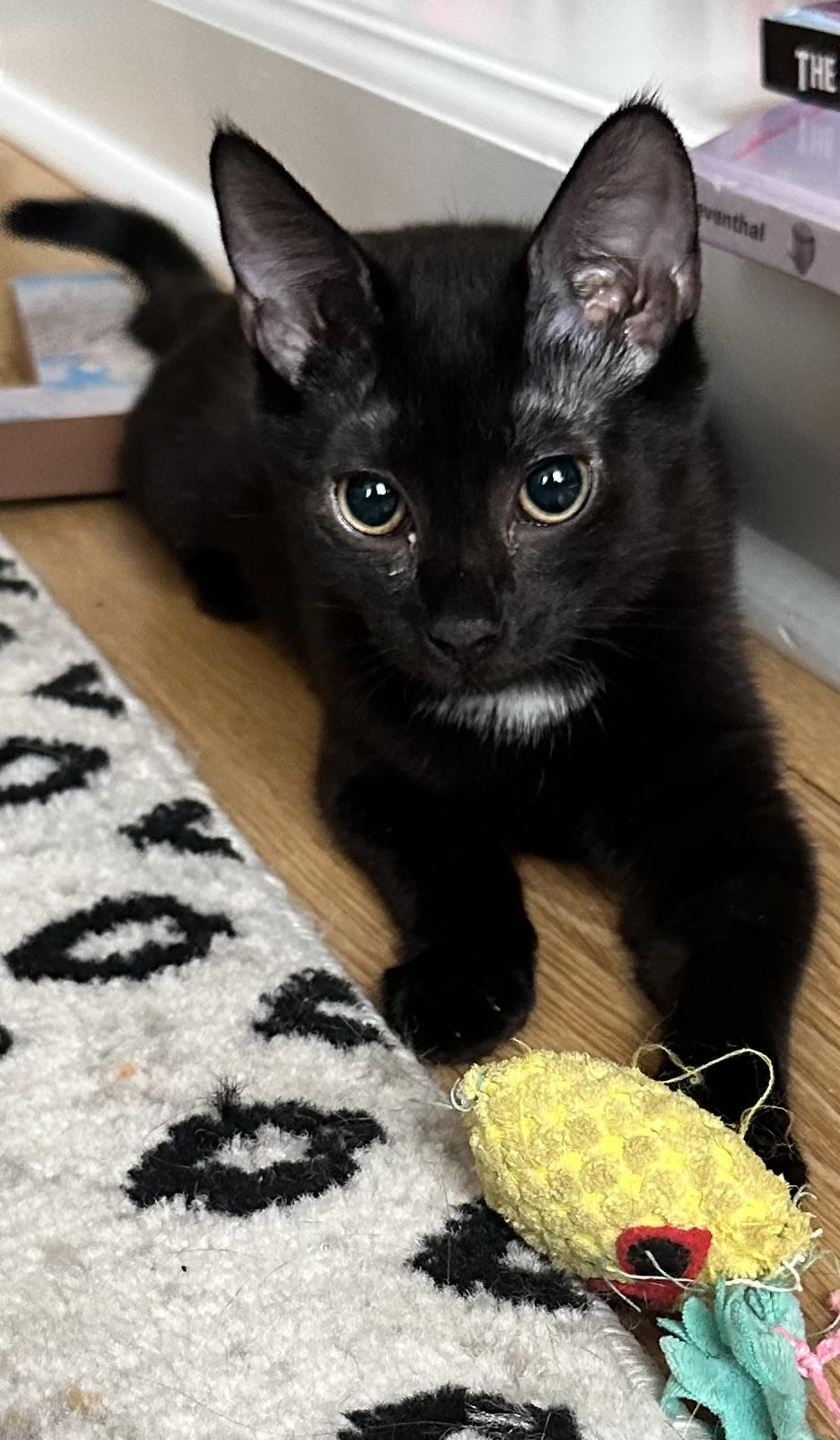 Beulah, ADOPTABLE, Kitten Female Domestic Short Hair.