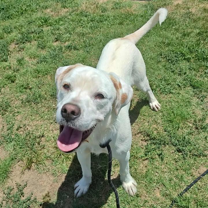 Heist, Adoptable, Young Male Boxer.