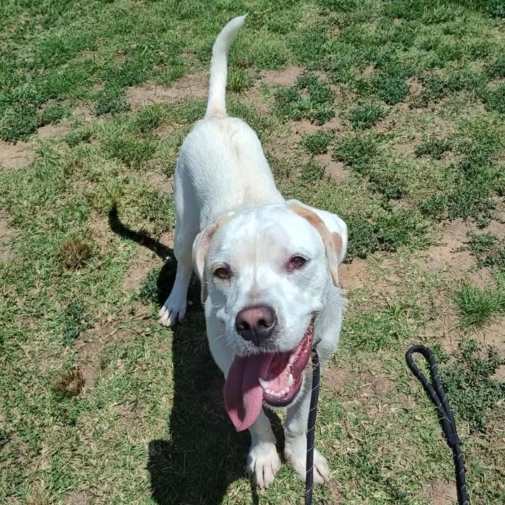 Heist, Adoptable, Young Male Boxer.