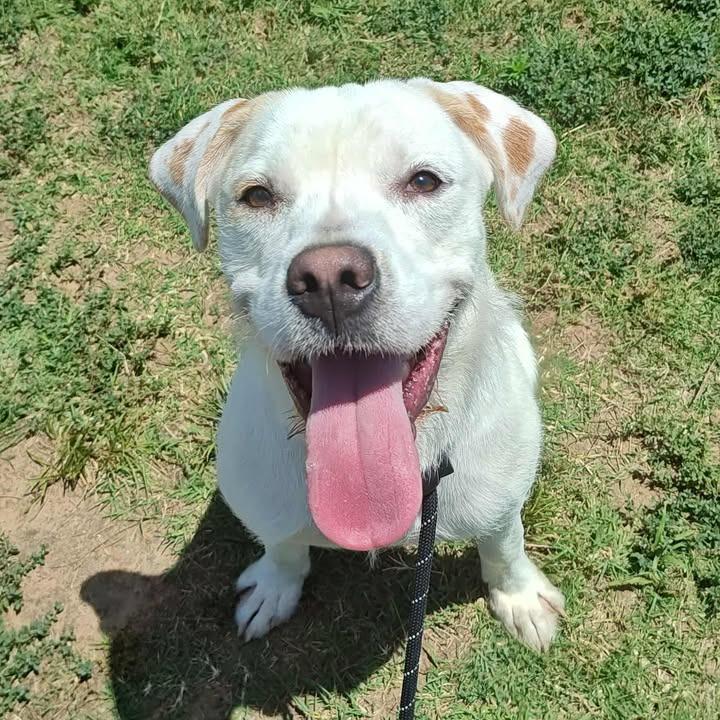 Enlarge Heist, a Adoptable Boxer in Springdale, AR image 4/6