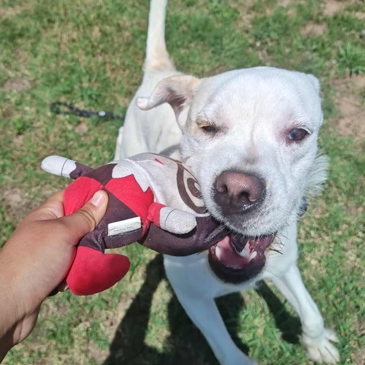 Heist, a Adoptable Boxer in Springdale, AR image 2/6