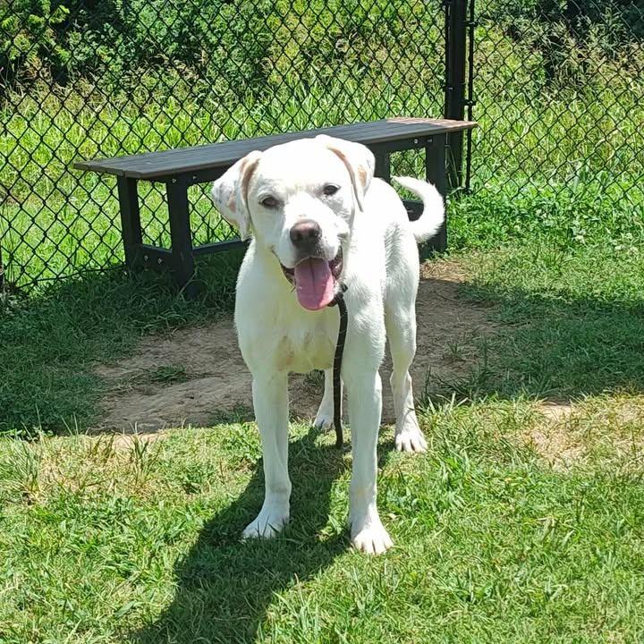 Heist, a Adoptable Boxer in Springdale, AR image 3/6
