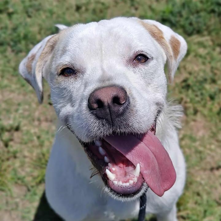 Enlarge Heist, a Adoptable Boxer in Springdale, AR image 6/6