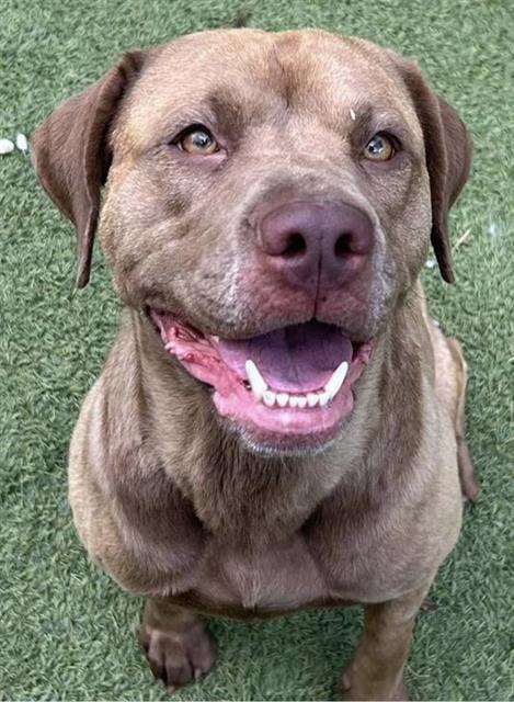 Enlarge DAHLIA, a Adoptable Labrador Retriever in Newton, NC image 1/1