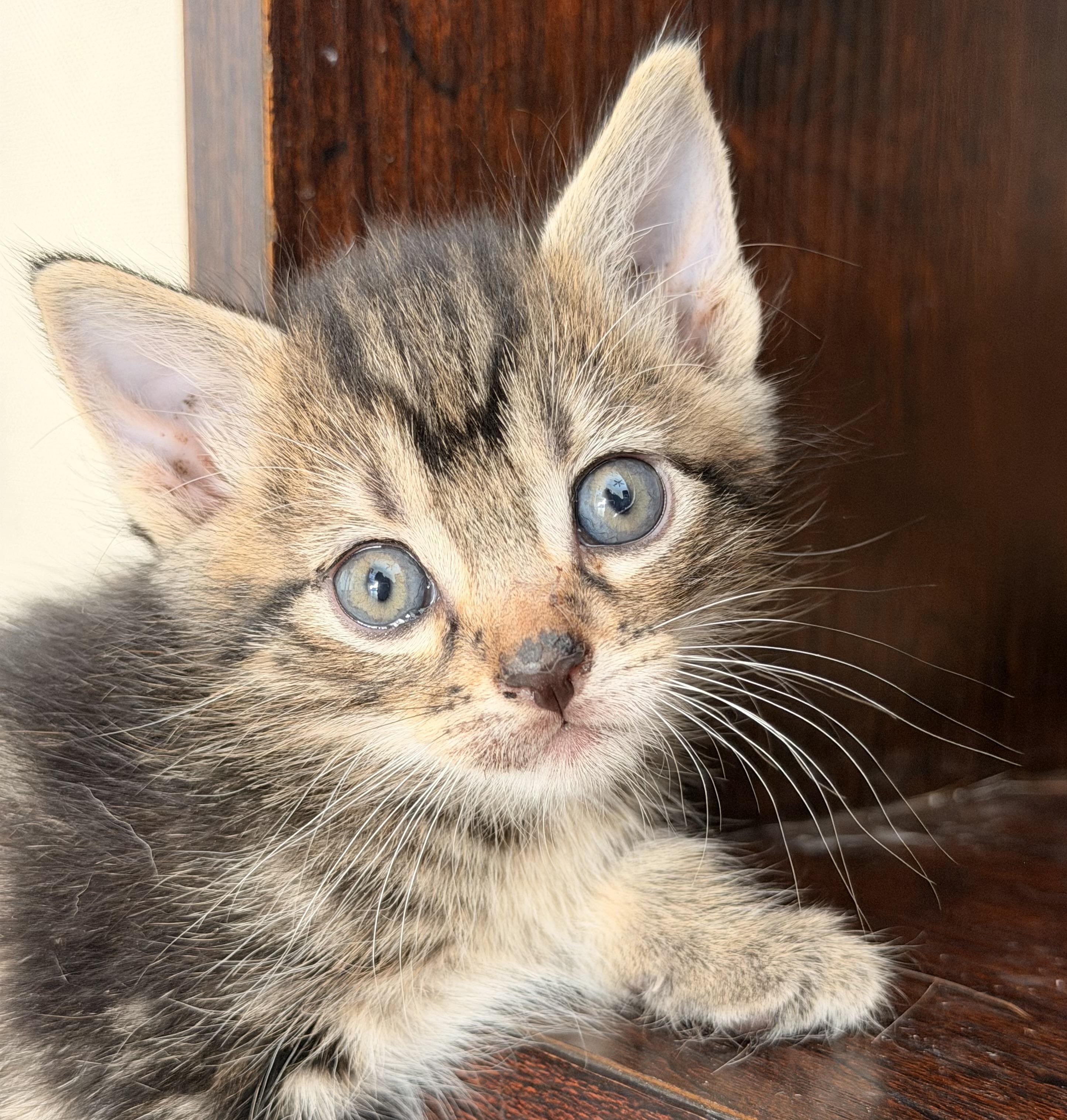 Electra, Adoptable, Kitten Female Domestic Short Hair.