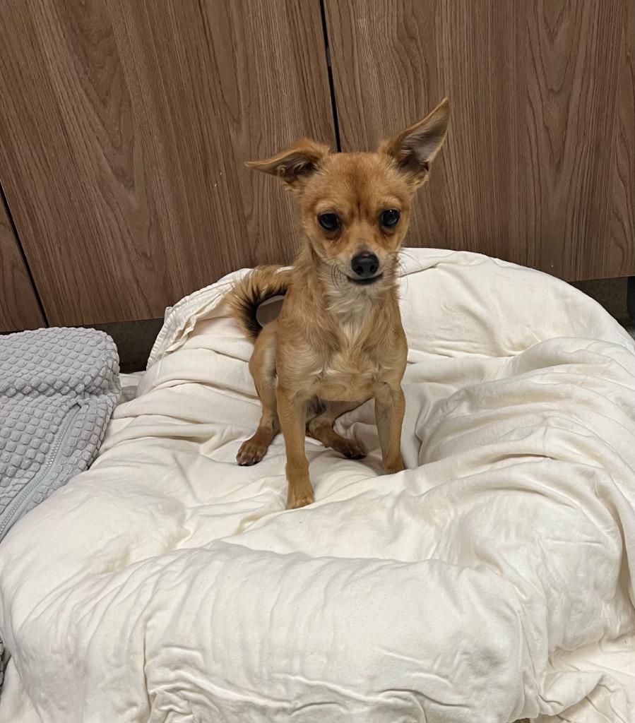 Enlarge Hondo, a Adoptable Chihuahua in Seguin, TX image 1/1