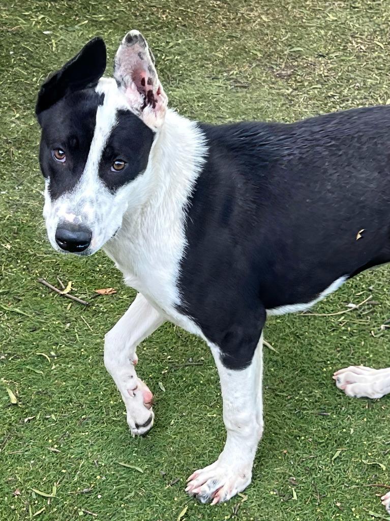 Piarom, a Adoptable mixed breed in San Diego, CA image 2/3