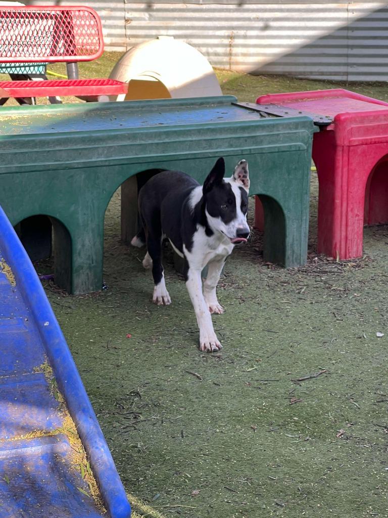 Piarom, a Adoptable mixed breed in San Diego, CA image 3/3