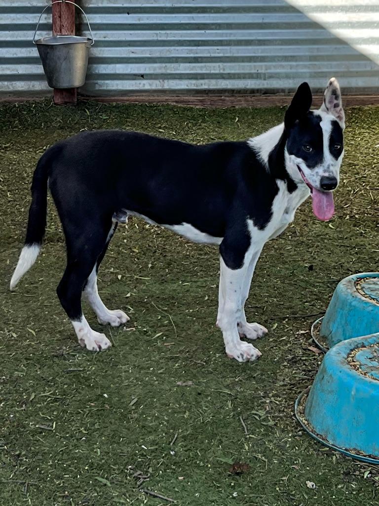 Enlarge Piarom, a Adoptable mixed breed in San Diego, CA image 3/3