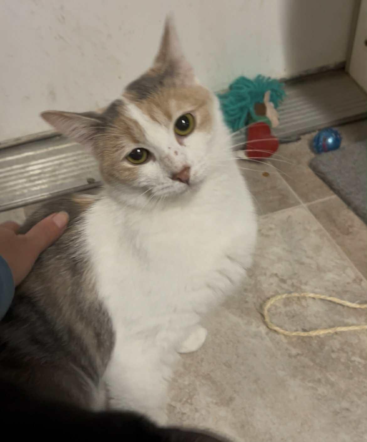 Enlarge Sadie, a Adoptable Domestic Short Hair in Avondale, PA image 1/1