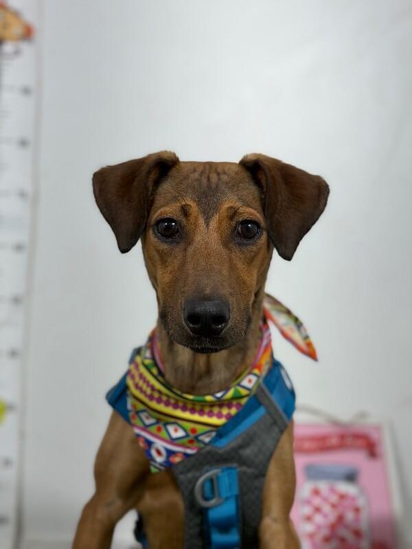 Enlarge Macaron-One of our Amazing Rescue Dogs, a Adoptable mixed breed in Redding, CA image 1/1