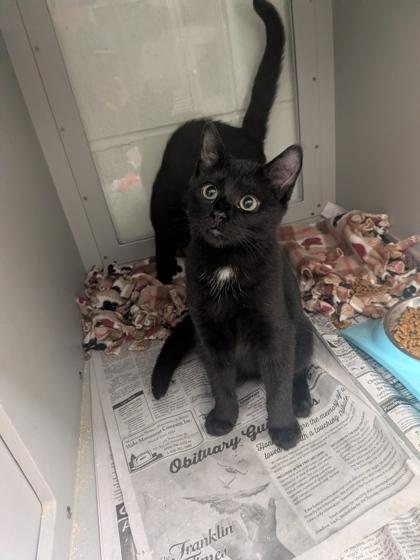 Porter, Adoptable, Kitten Male Domestic Short Hair & Domestic Short Hair.