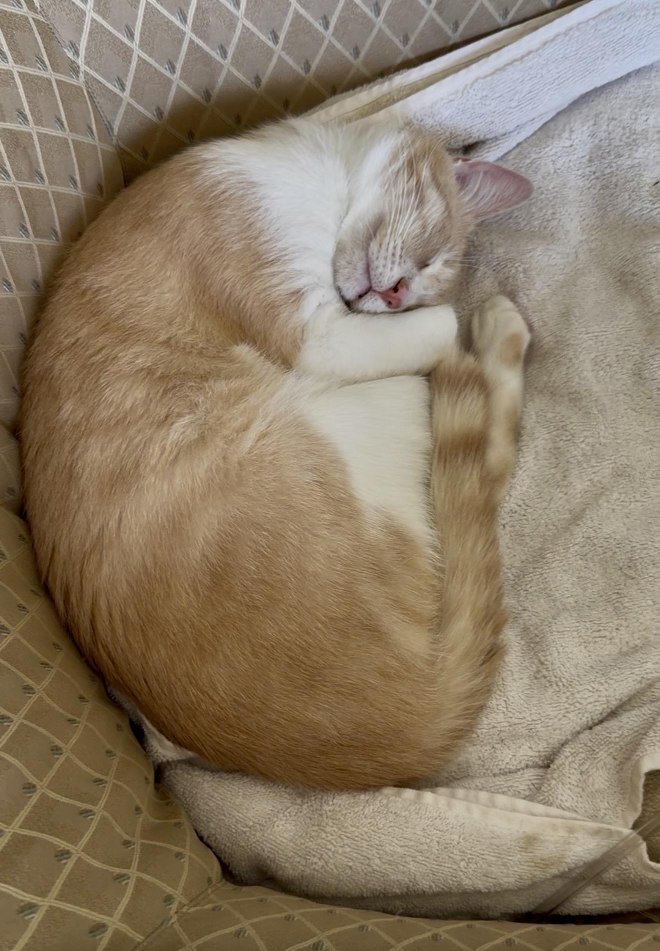 Enlarge Apricot, an adopted Domestic Short Hair in San Rafael, CA image 6/6
