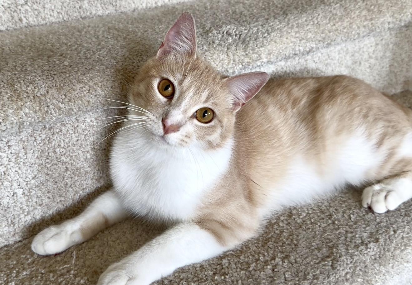 Enlarge Apricot, an adopted Domestic Short Hair in San Rafael, CA image 4/6