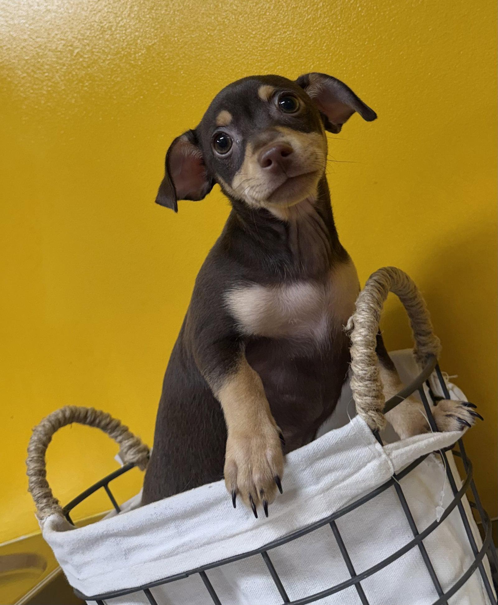 Belle, Adopted, Puppy Female Chihuahua & Terrier.