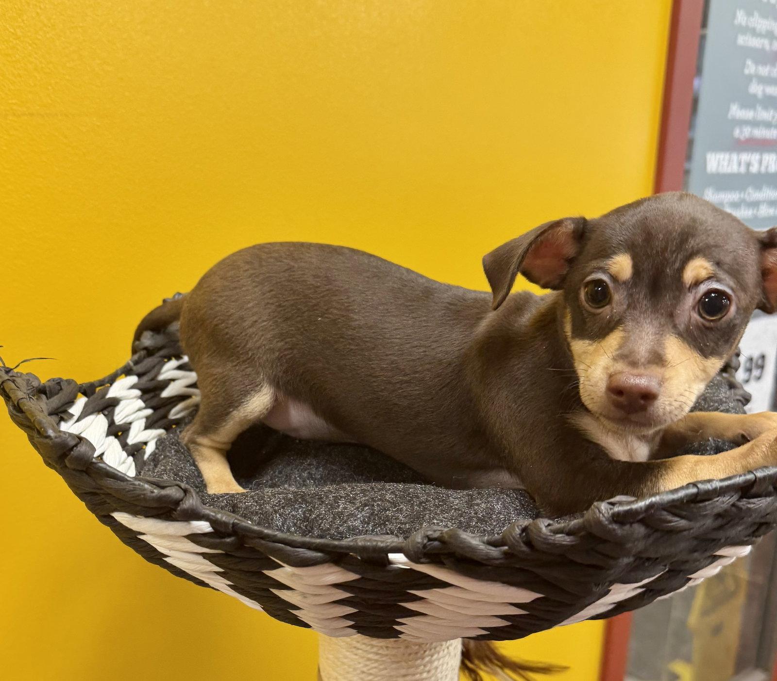 Belle, a Adopted mixed breed in Munford, TN image 2/3