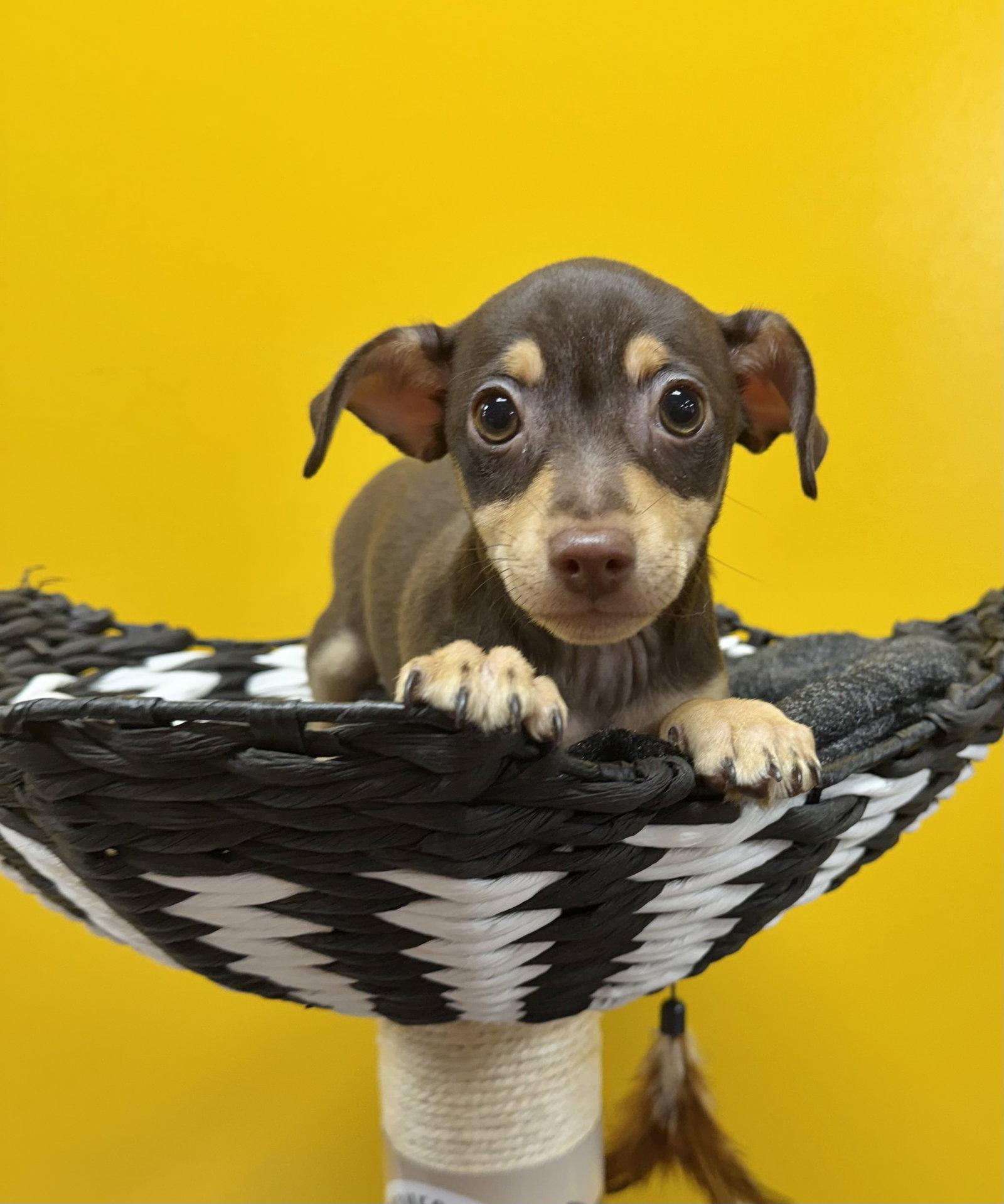 Belle, a Adopted mixed breed in Munford, TN image 3/3