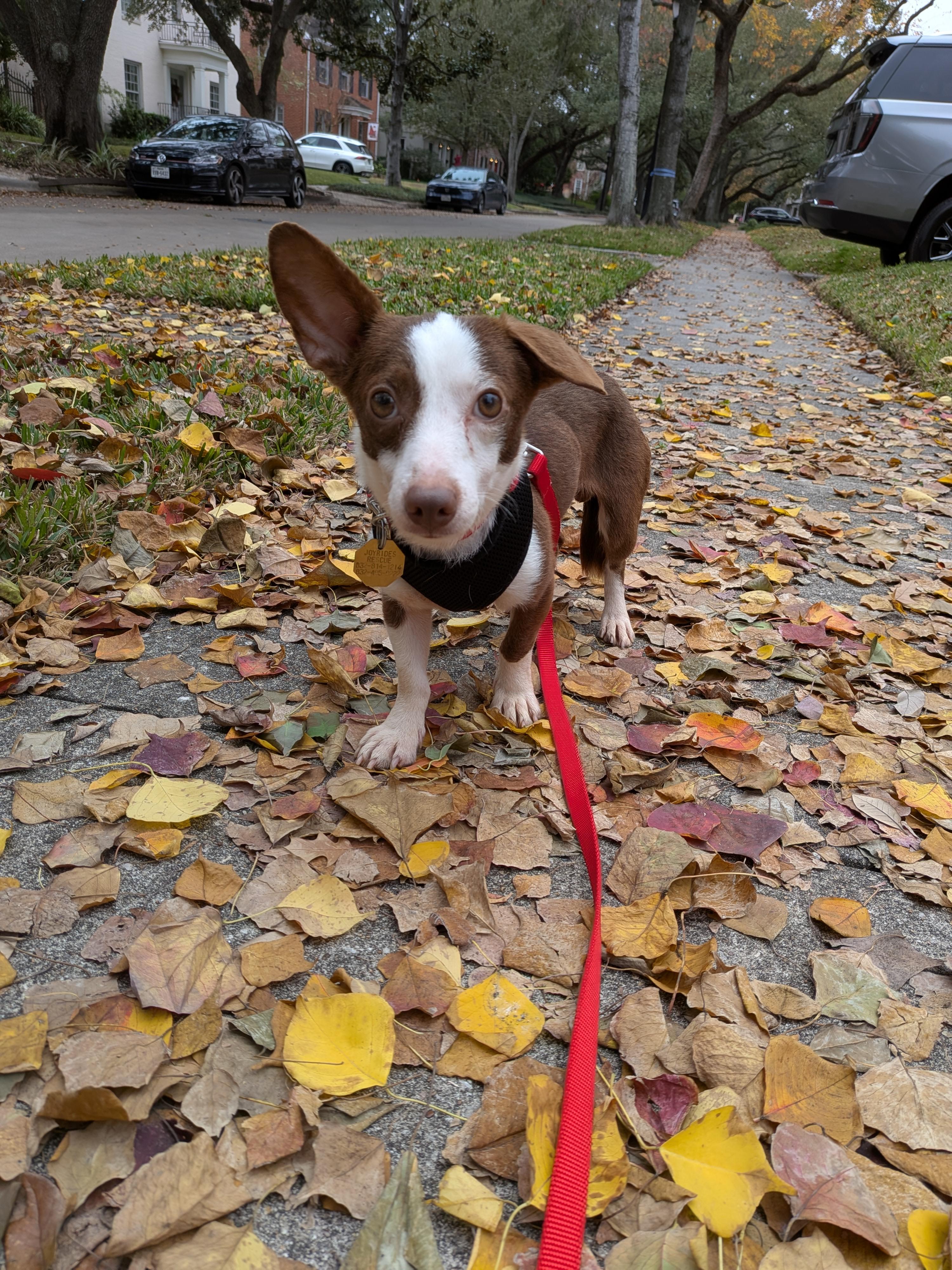 Enlarge Cody - COMING SOON! , a ADOPTABLE mixed breed in Houston, TX image 2/3