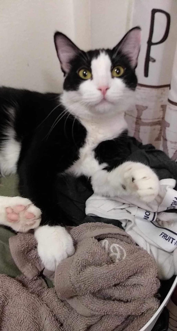 CHELSEA, Adoptable, Young Female Tuxedo.