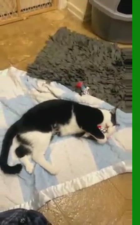 CHELSEA, an adoptable Tuxedo in Palmdale, CA_image-1