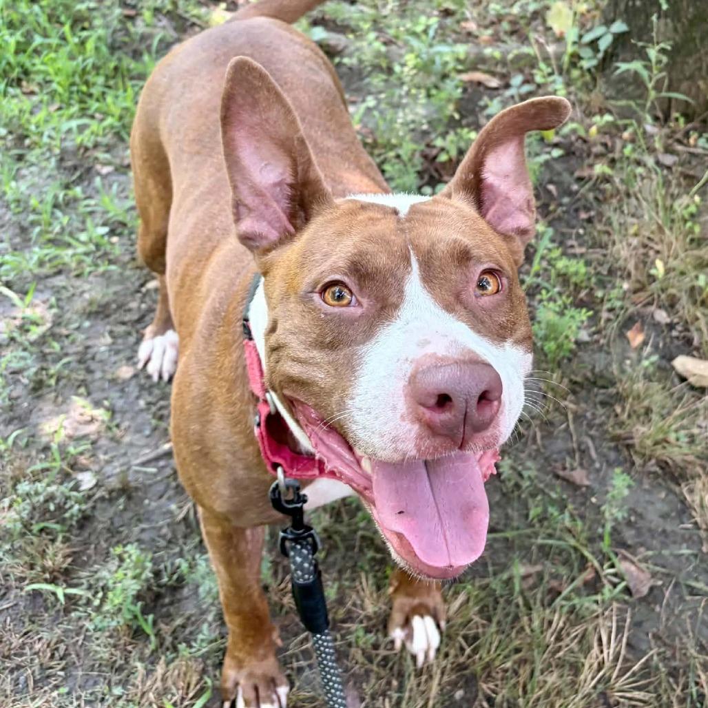 Tiki, Adoptable, Adult Female Pit Bull Terrier & Mixed Breed.