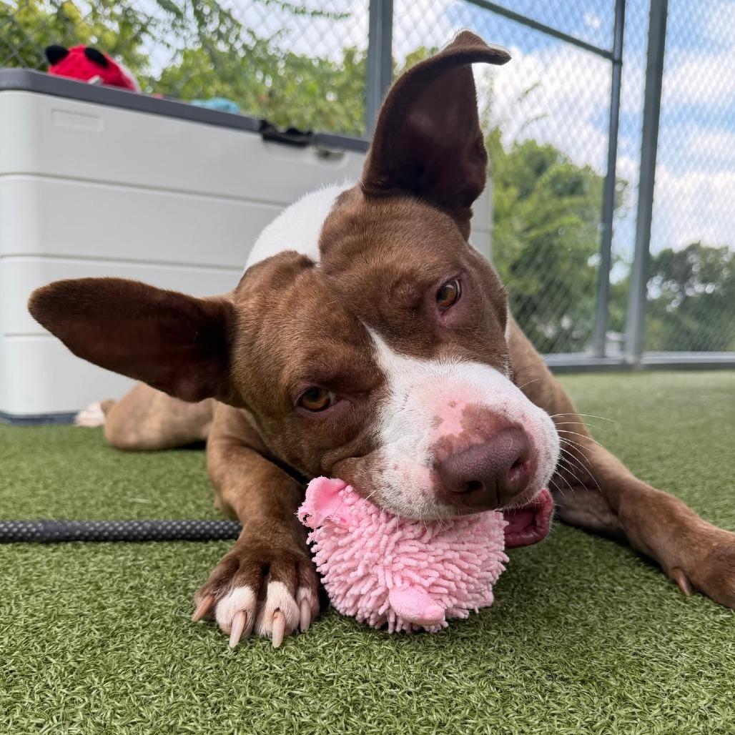 Enlarge Tiki, a Adoptable mixed breed in Concord, NC image 2/6