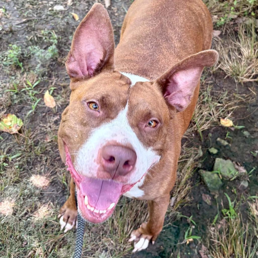 Enlarge Tiki, a Adoptable mixed breed in Concord, NC image 3/6