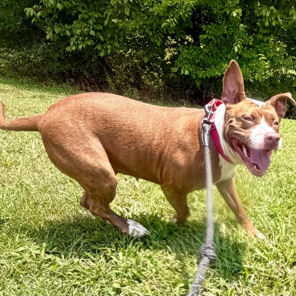 Enlarge Tiki, a Adoptable mixed breed in Concord, NC image 4/6