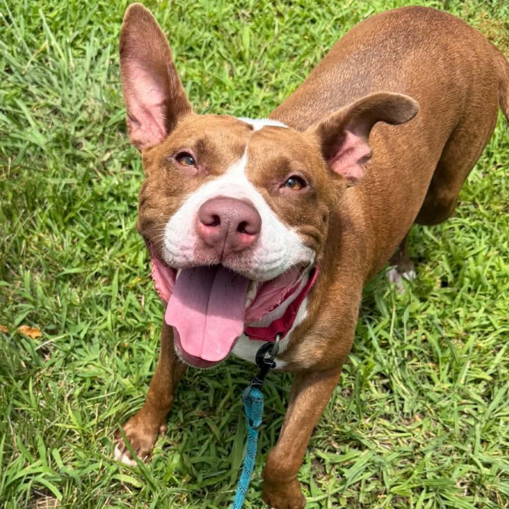 Enlarge Tiki, a Adoptable mixed breed in Concord, NC image 5/6