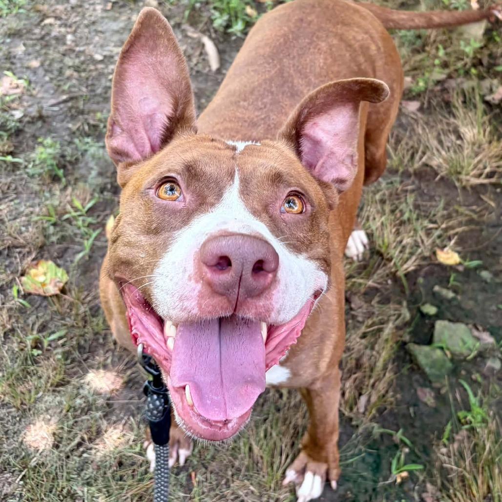 Enlarge Tiki, a Adoptable mixed breed in Concord, NC image 6/6