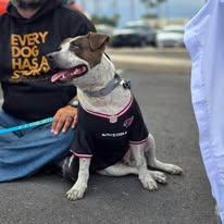 Murphy, Adoptable, Adult Male American Staffordshire Terrier & Mixed Breed.