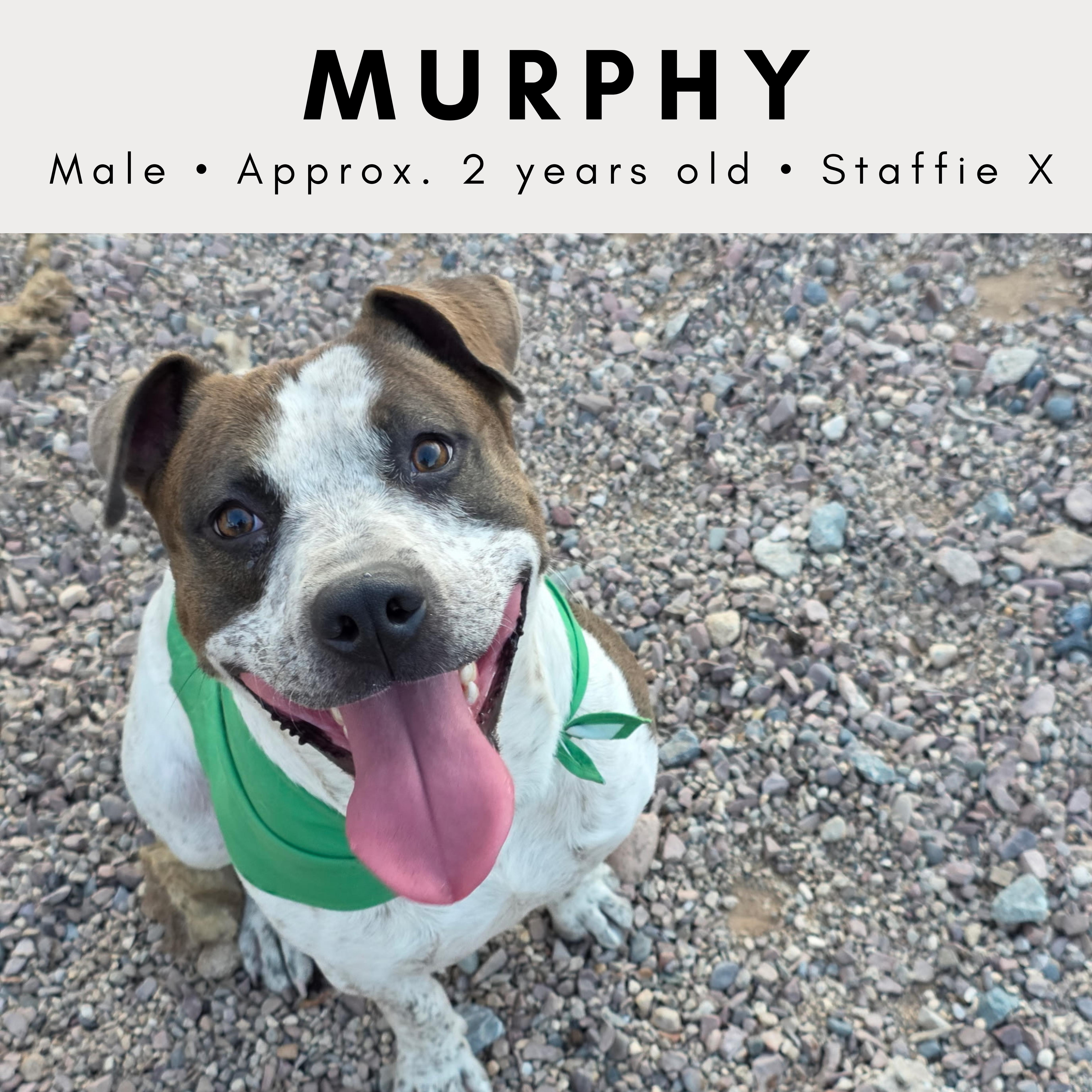 Murphy, ADOPTABLE, Adult Male American Staffordshire Terrier & Mixed Breed.
