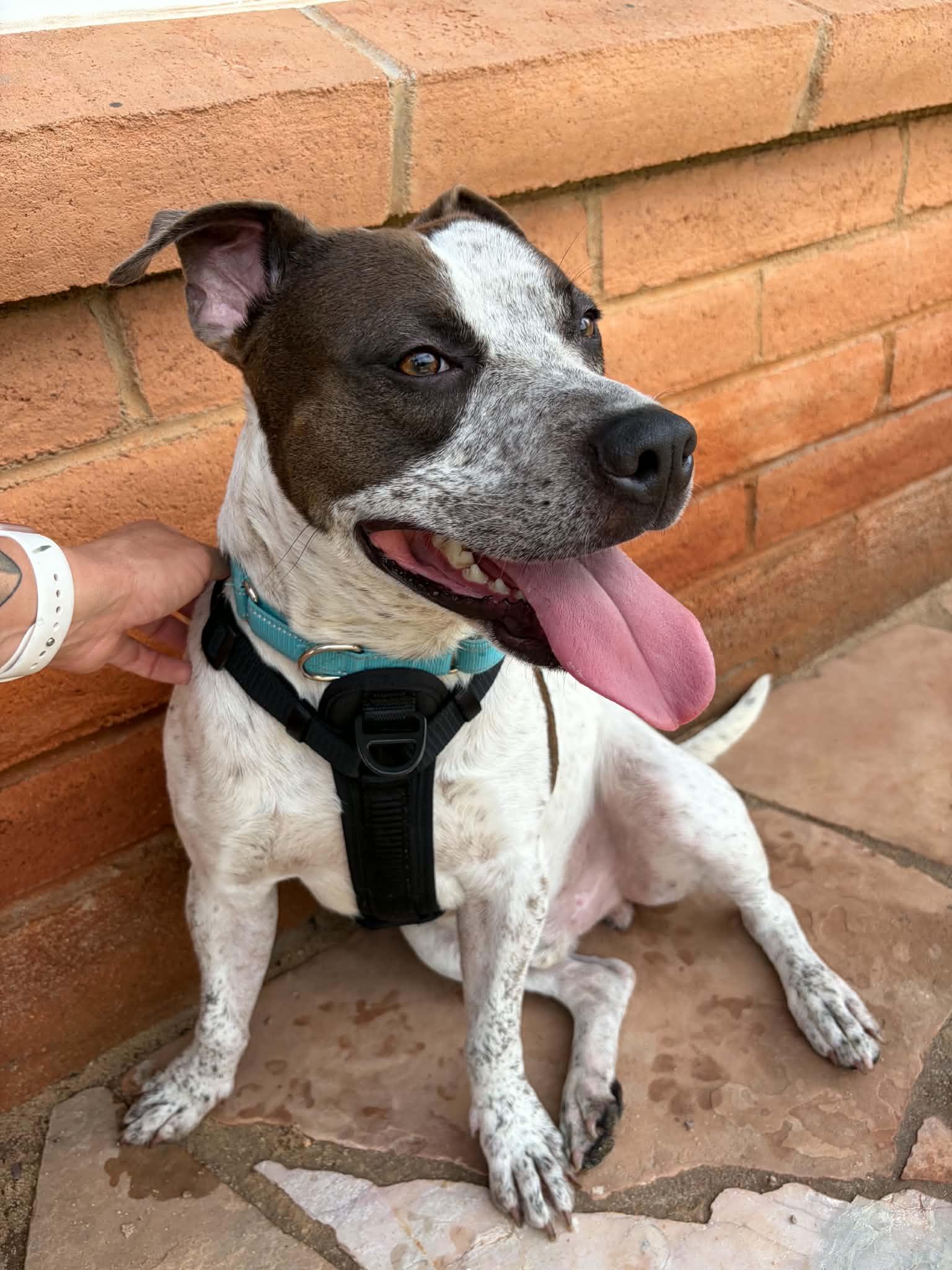 Enlarge Murphy, a ADOPTABLE mixed breed in Tucson, AZ image 2/4