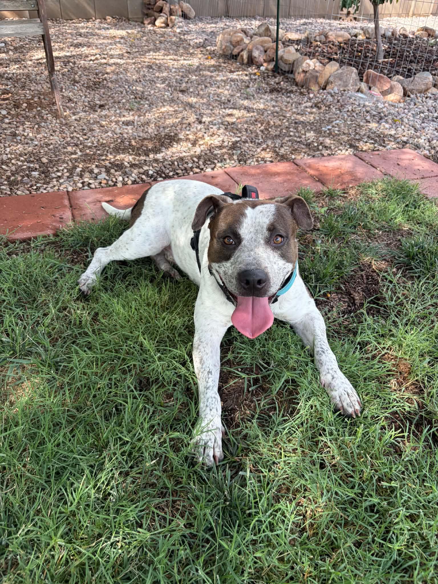 Enlarge Murphy, a ADOPTABLE mixed breed in Tucson, AZ image 4/4