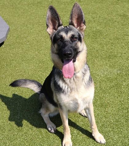 Thea, an adopted Mixed Breed in Athens, GA image 3/3