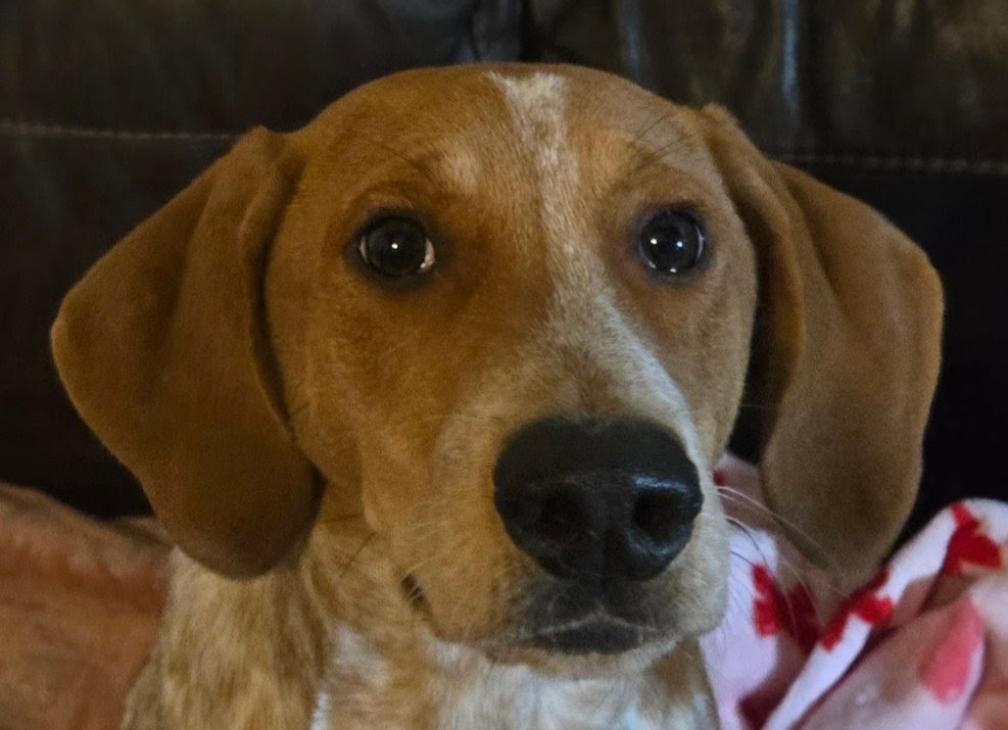 Enlarge Conway , a Adoptable mixed breed in Spring hill, TN image 2/2