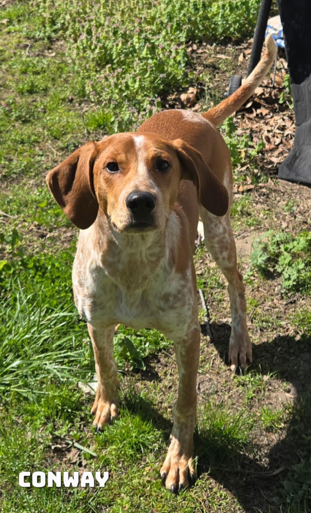 Enlarge Conway , a Adoptable mixed breed in Spring hill, TN image 1/2