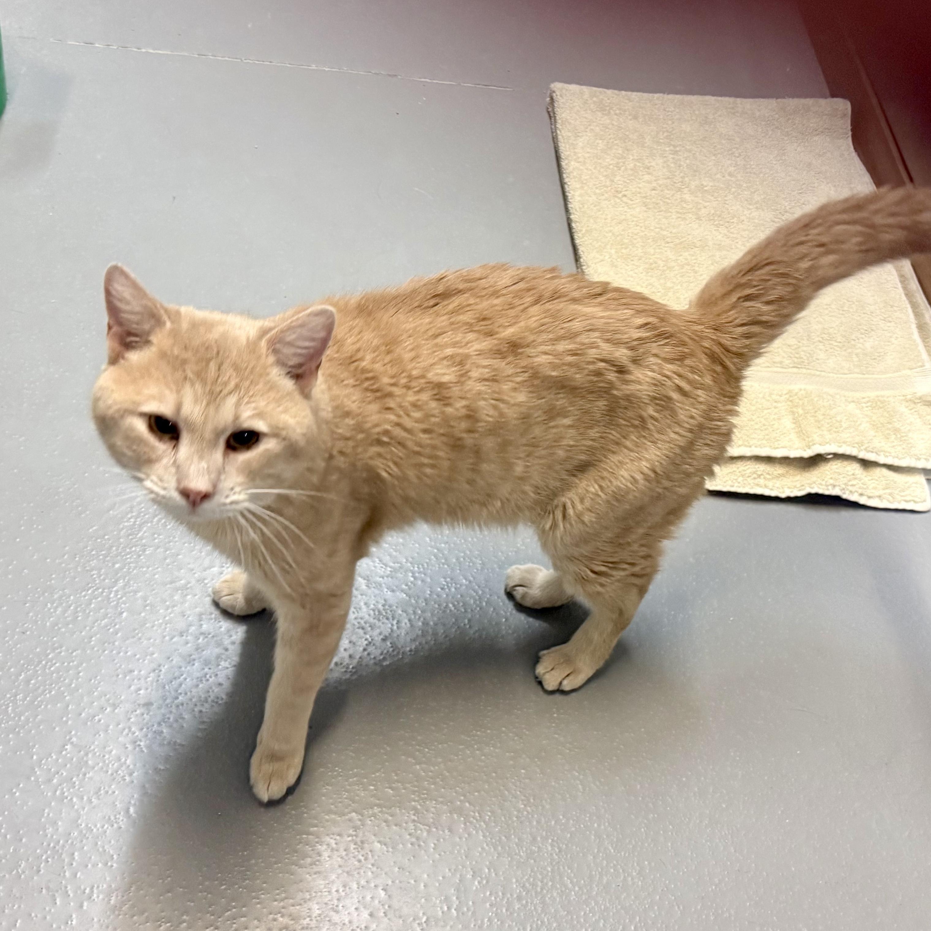 Enlarge Teddy, a ADOPTABLE American Shorthair in Big Rapids, MI image 1/4