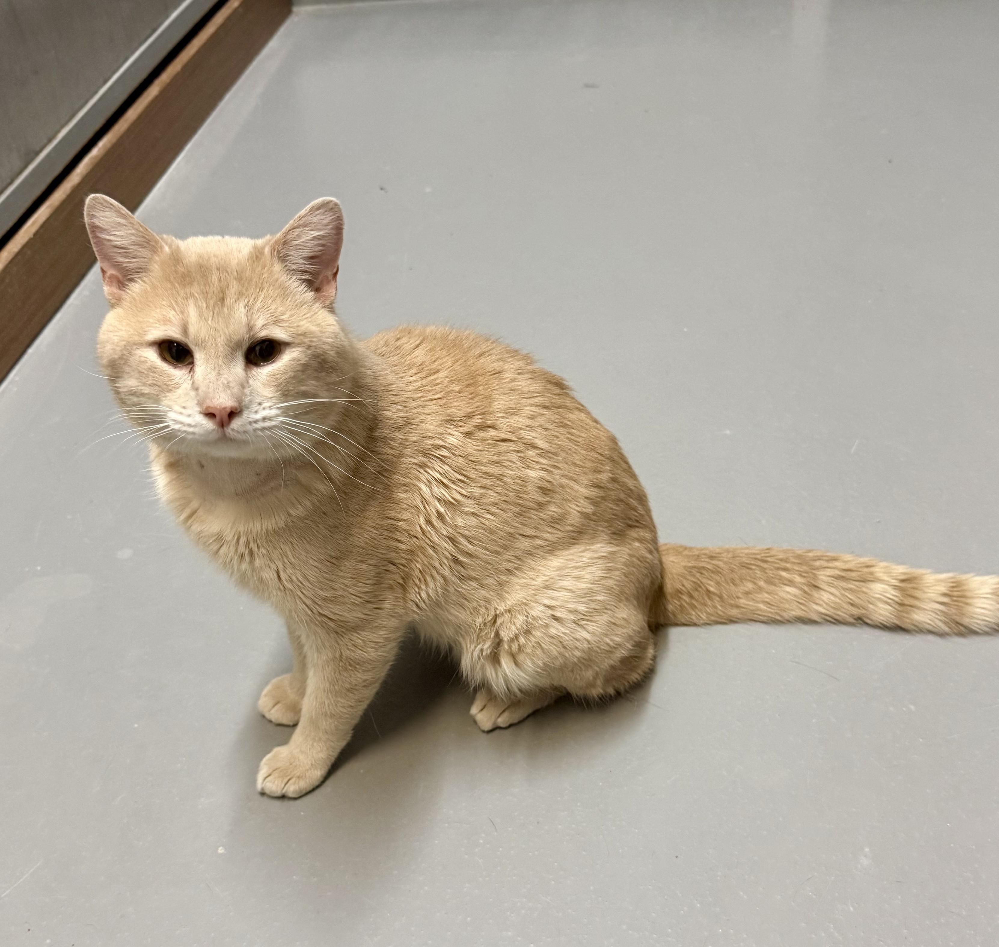 Enlarge Teddy, a ADOPTABLE American Shorthair in Big Rapids, MI image 2/4