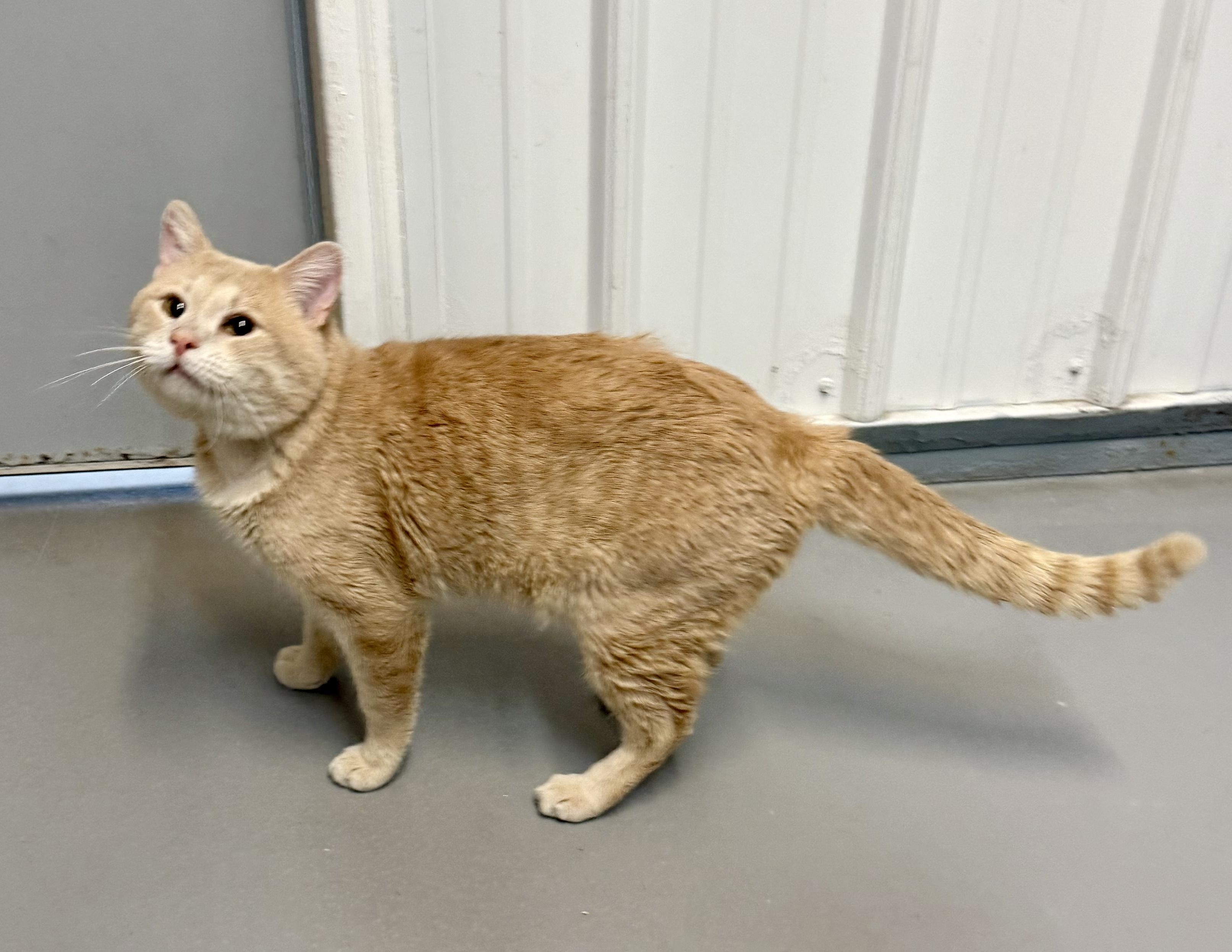 Enlarge Teddy, a ADOPTABLE American Shorthair in Big Rapids, MI image 3/4