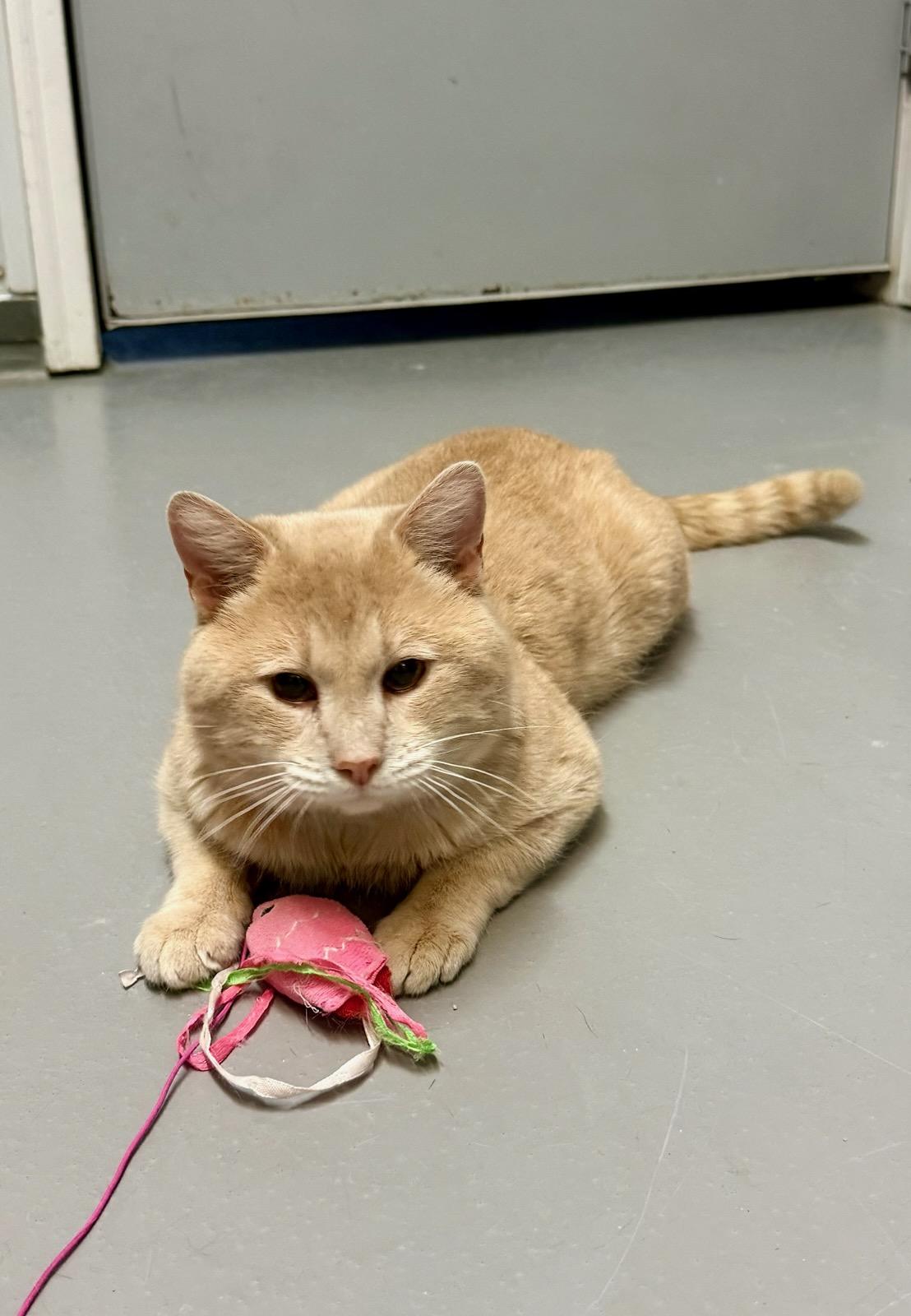 Enlarge Teddy, a ADOPTABLE American Shorthair in Big Rapids, MI image 4/4