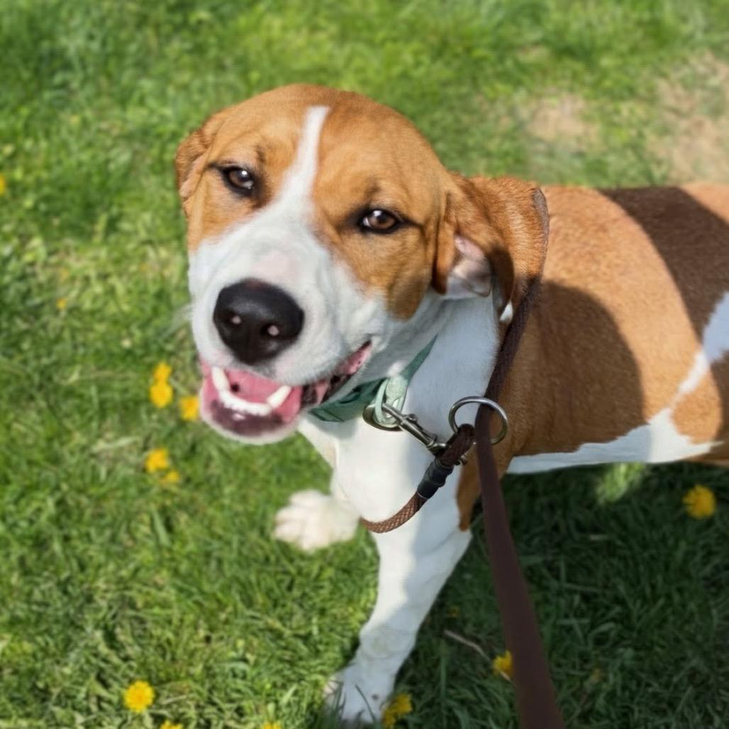 Enlarge Avery, a Adoptable mixed breed in Marysville, OH image 1/5