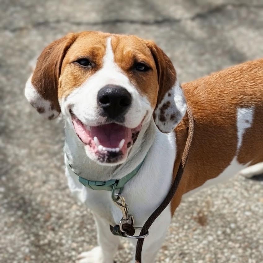 Enlarge Avery, a Adoptable mixed breed in Marysville, OH image 2/5