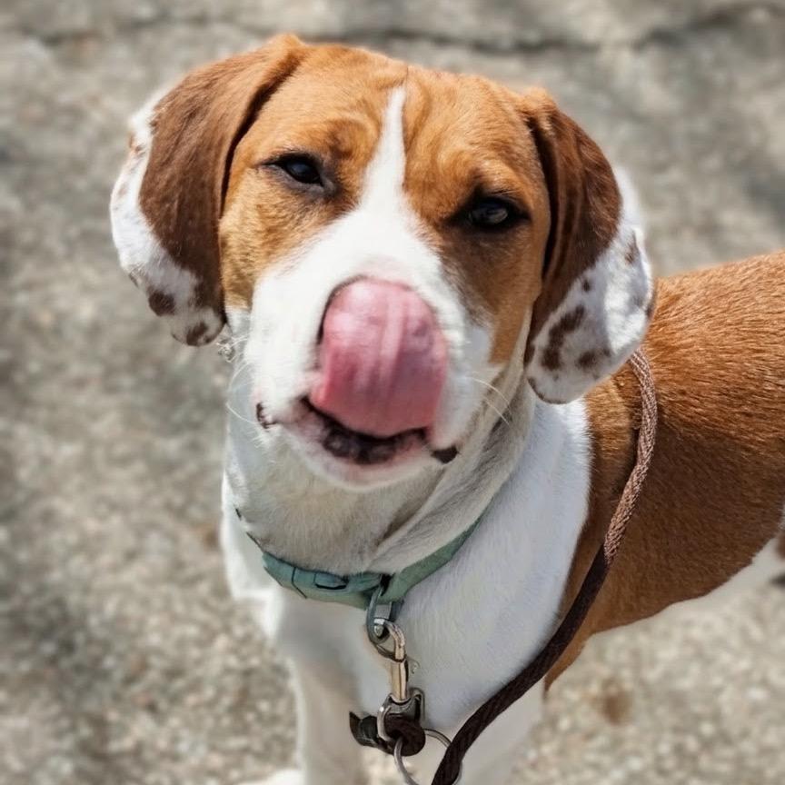 Enlarge Avery, a Adoptable mixed breed in Marysville, OH image 3/5